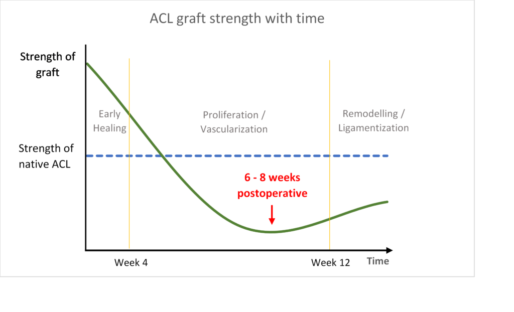 ACL graft strength with time
