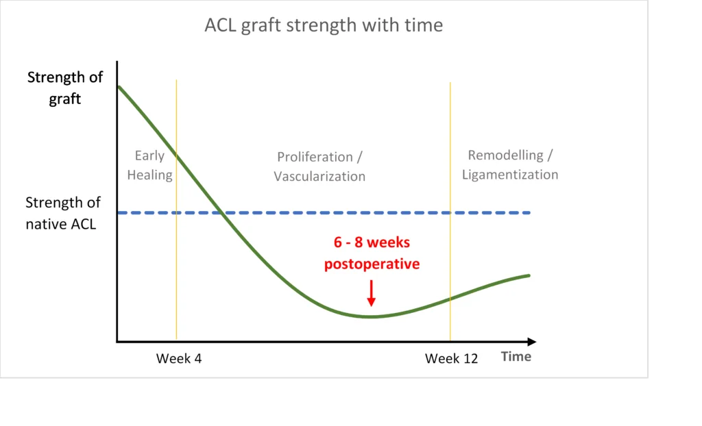 ACL graft strength with time