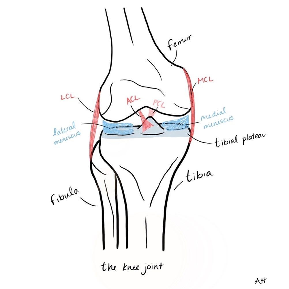 Anatomy of the knee joint