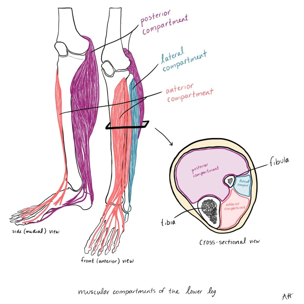 Muscular compartments of the lower leg