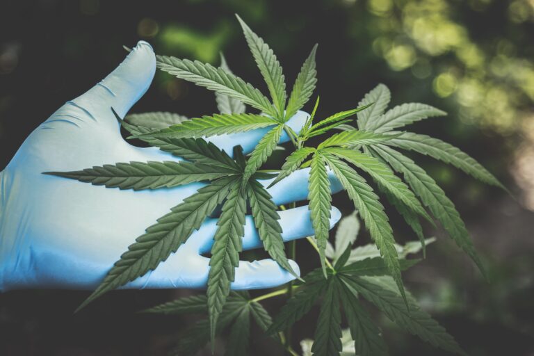 Why you should wean or stop cannabis prior to surgery